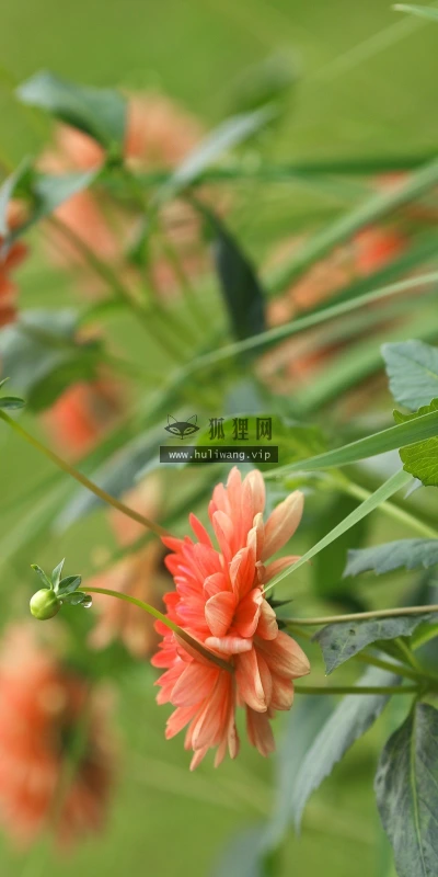 【13275】植物壁纸  2K 高清壁纸2560_1600@青蛙壁纸-笨猫小站