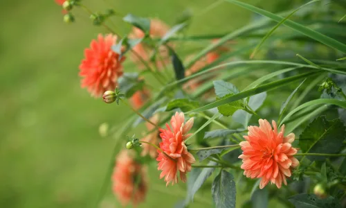 【13275】植物壁纸  2K 高清壁纸2560_1600@青蛙壁纸-笨猫小站