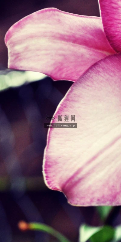【13276】植物壁纸  2K 高清壁纸2560_1600@青蛙壁纸-笨猫小站