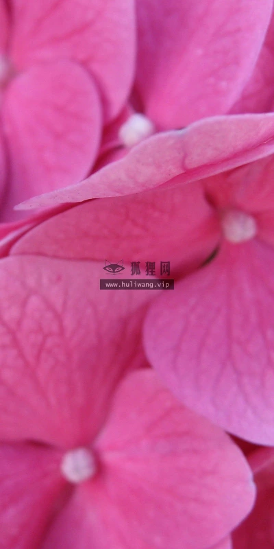 【13277】植物壁纸  2K 高清壁纸2560_1600@青蛙壁纸-笨猫小站