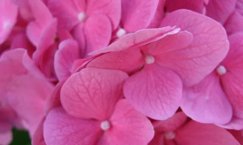 【13277】植物壁纸  2K 高清壁纸2560_1600@青蛙壁纸-笨猫小站