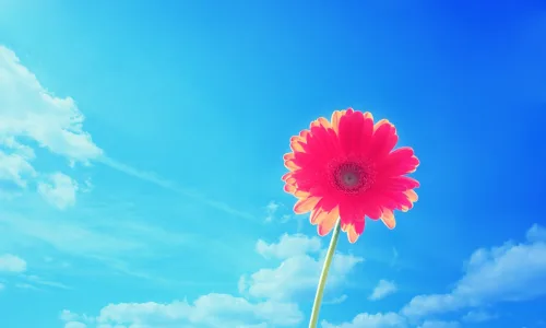 【13278】植物壁纸  2K 高清壁纸2560_1600@青蛙壁纸-笨猫小站