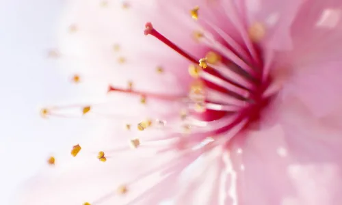 【13279】植物壁纸  2K 高清壁纸2560_1600@青蛙壁纸-笨猫小站