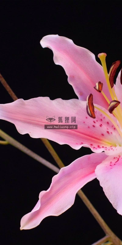 【13281】植物壁纸  2K 高清壁纸2560_1600@青蛙壁纸-笨猫小站