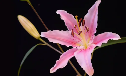 【13281】植物壁纸  2K 高清壁纸2560_1600@青蛙壁纸-笨猫小站