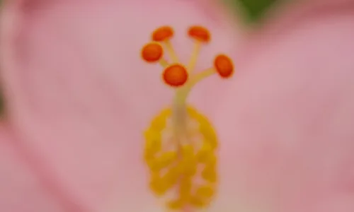 【13283】植物壁纸  2K 高清壁纸2560_1600@青蛙壁纸-笨猫小站