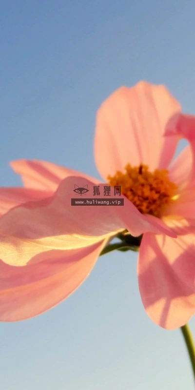 【13285】植物壁纸  2K 高清壁纸2560_1600@青蛙壁纸-笨猫小站