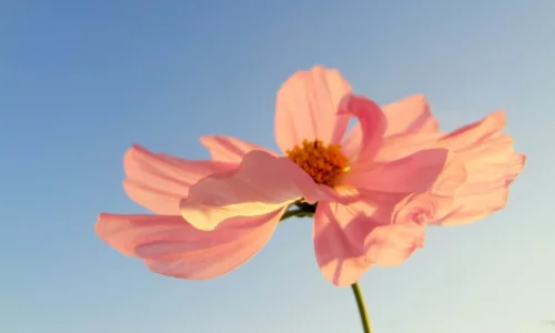 【13285】植物壁纸  2K 高清壁纸2560_1600@青蛙壁纸-笨猫小站