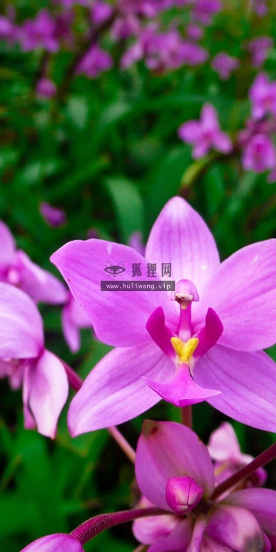 【13286】植物壁纸  2K 高清壁纸2560_1600@青蛙壁纸-笨猫小站