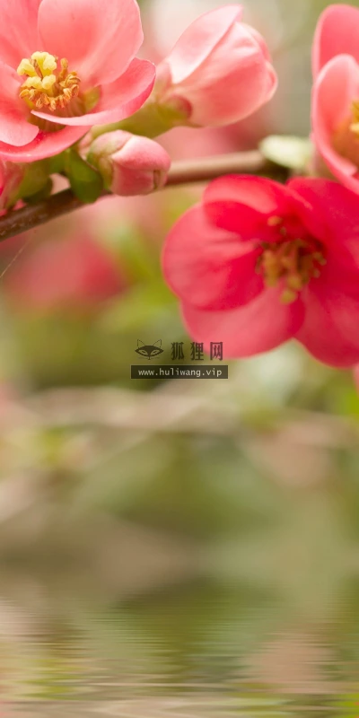 【13287】植物壁纸  2K 高清壁纸2560_1600@青蛙壁纸-笨猫小站