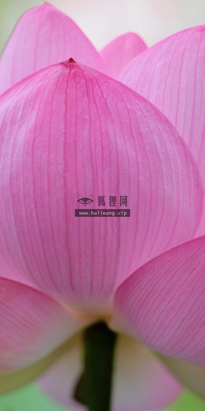 【13288】植物壁纸 2K 高清壁纸2560_1600@青蛙壁纸-笨猫小站