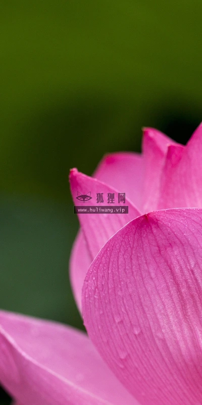 【13289】植物壁纸  2K 高清壁纸2560_1600@青蛙壁纸-笨猫小站