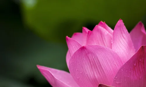 【13289】植物壁纸  2K 高清壁纸2560_1600@青蛙壁纸-笨猫小站