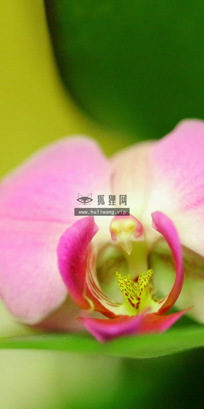 【13290】植物壁纸  2K 高清壁纸2560_1600@青蛙壁纸-笨猫小站