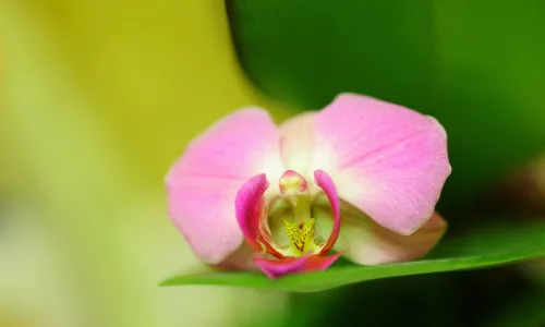 【13290】植物壁纸  2K 高清壁纸2560_1600@青蛙壁纸-笨猫小站