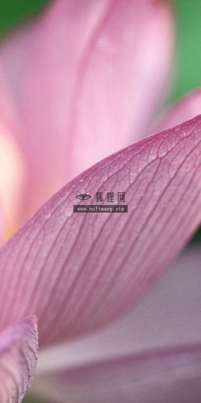 【13291】植物壁纸  2K 高清壁纸2560_1600@青蛙壁纸-笨猫小站