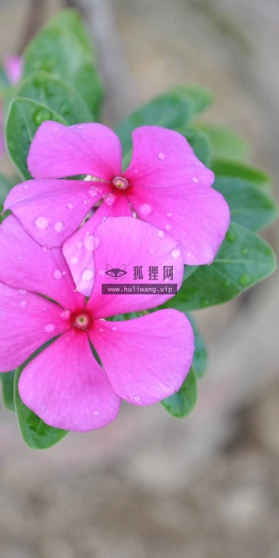 【13292】植物壁纸  2K 高清壁纸2560_1600@青蛙壁纸-笨猫小站