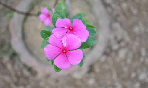 【13292】植物壁纸  2K 高清壁纸2560_1600@青蛙壁纸-笨猫小站