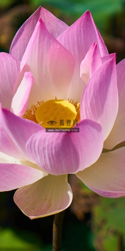 【13293】植物壁纸  2K 高清壁纸2560_1600@青蛙壁纸-笨猫小站