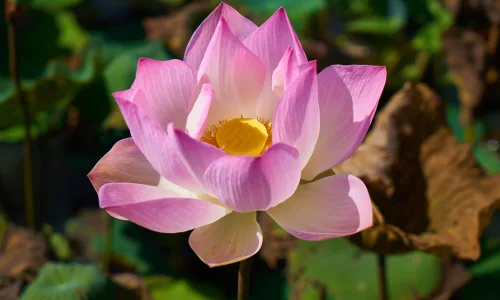 【13293】植物壁纸  2K 高清壁纸2560_1600@青蛙壁纸-笨猫小站