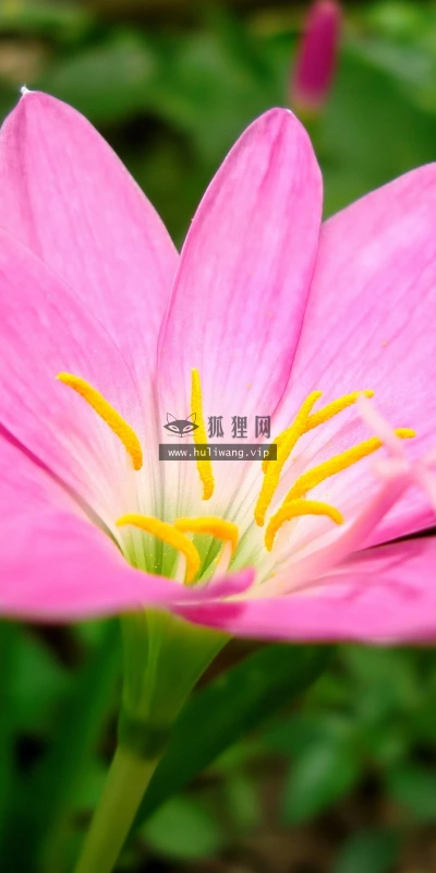 【13294】植物壁纸  2K 高清壁纸2560_1600@青蛙壁纸-笨猫小站