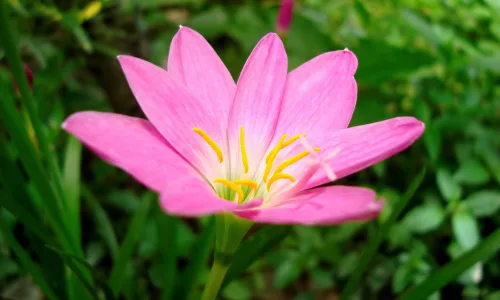 【13294】植物壁纸  2K 高清壁纸2560_1600@青蛙壁纸-笨猫小站