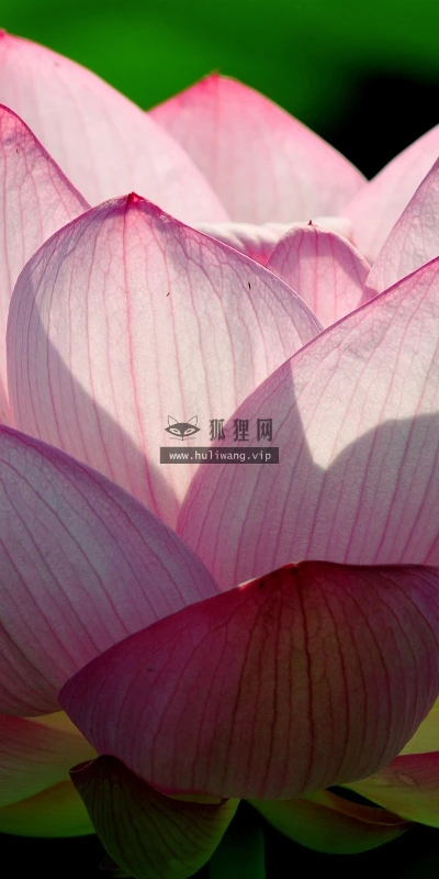 【13296】植物壁纸  2K 高清壁纸2560_1600@青蛙壁纸-笨猫小站