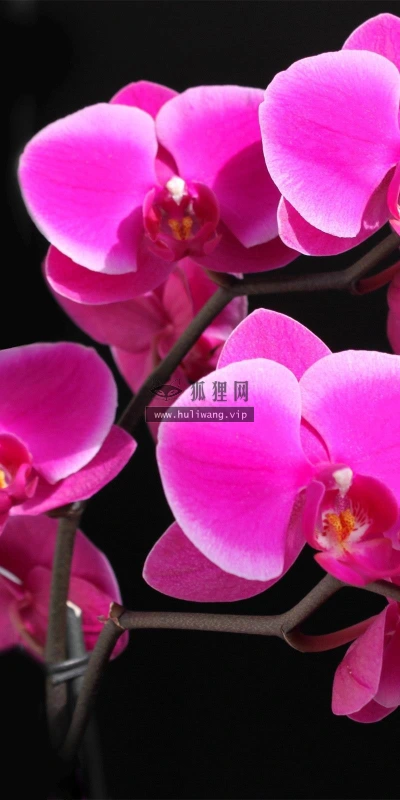 【13297】植物壁纸  2K 高清壁纸2560_1600@青蛙壁纸-笨猫小站