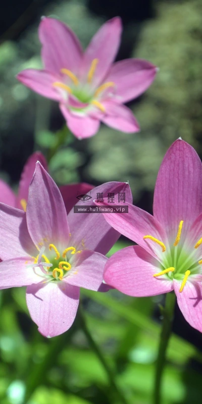 【13298】植物壁纸  2K 高清壁纸2560_1600@青蛙壁纸-笨猫小站