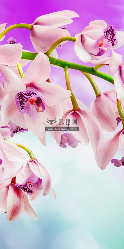 【13299】植物壁纸  2K 高清壁纸2560_1600@青蛙壁纸-笨猫小站