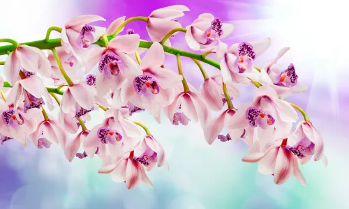 【13299】植物壁纸  2K 高清壁纸2560_1600@青蛙壁纸-笨猫小站