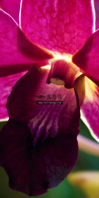 【13301】植物壁纸  2K 高清壁纸2560_1600@青蛙壁纸-笨猫小站