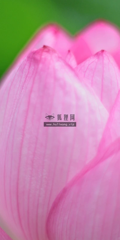 【13302】植物壁纸  2K 高清壁纸2560_1600@青蛙壁纸-笨猫小站