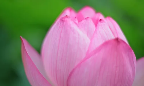 【13302】植物壁纸  2K 高清壁纸2560_1600@青蛙壁纸-笨猫小站