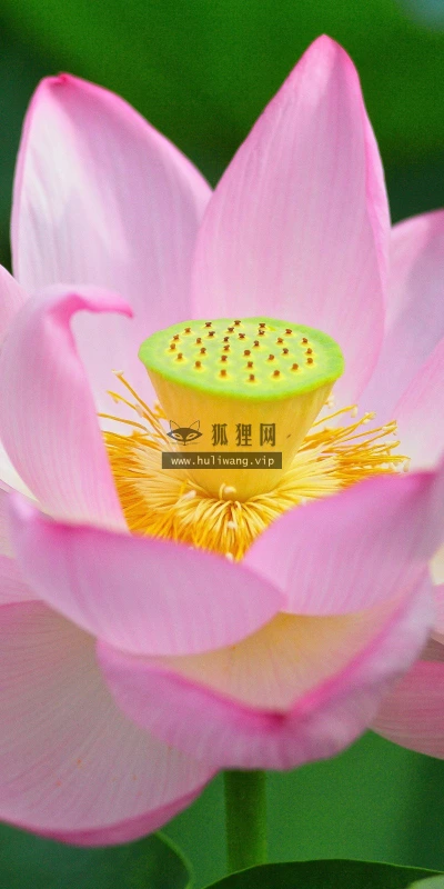 【13303】植物壁纸  2K 高清壁纸2560_1600@青蛙壁纸-笨猫小站