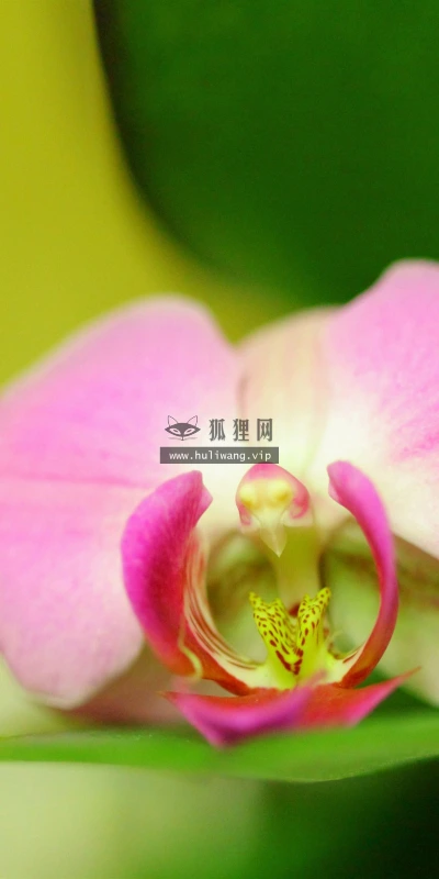【13305】植物壁纸  2K 高清壁纸2560_1600@青蛙壁纸-笨猫小站