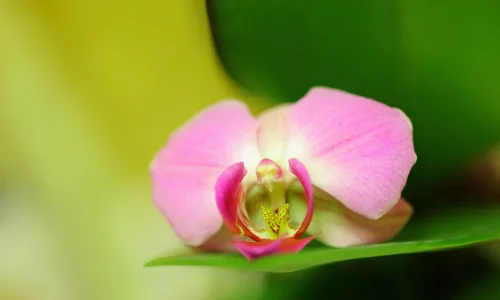 【13305】植物壁纸  2K 高清壁纸2560_1600@青蛙壁纸-笨猫小站