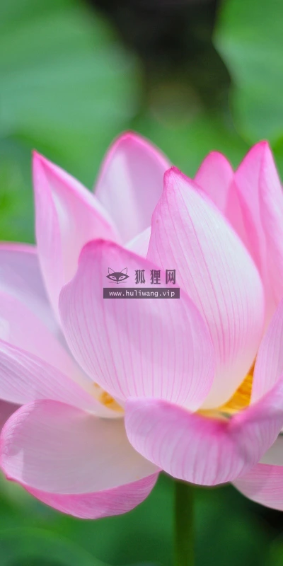 【13306】植物壁纸  2K 高清壁纸2560_1600@青蛙壁纸-笨猫小站