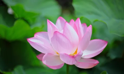 【13306】植物壁纸  2K 高清壁纸2560_1600@青蛙壁纸-笨猫小站