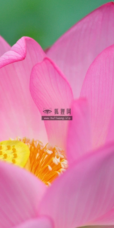 【13307】植物壁纸  2K 高清壁纸2560_1600@青蛙壁纸-笨猫小站