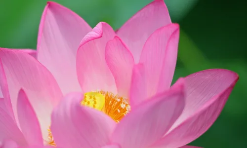 【13307】植物壁纸  2K 高清壁纸2560_1600@青蛙壁纸-笨猫小站