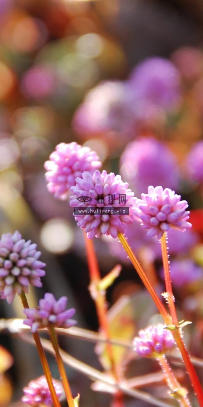 【13308】植物壁纸 2K 高清壁纸2560_1600@青蛙壁纸-笨猫小站