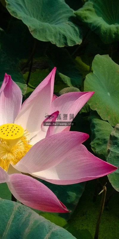 【13309】植物壁纸  2K 高清壁纸2560_1600@青蛙壁纸-笨猫小站