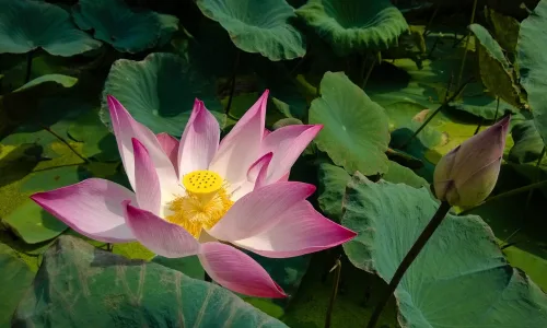 【13309】植物壁纸  2K 高清壁纸2560_1600@青蛙壁纸-笨猫小站
