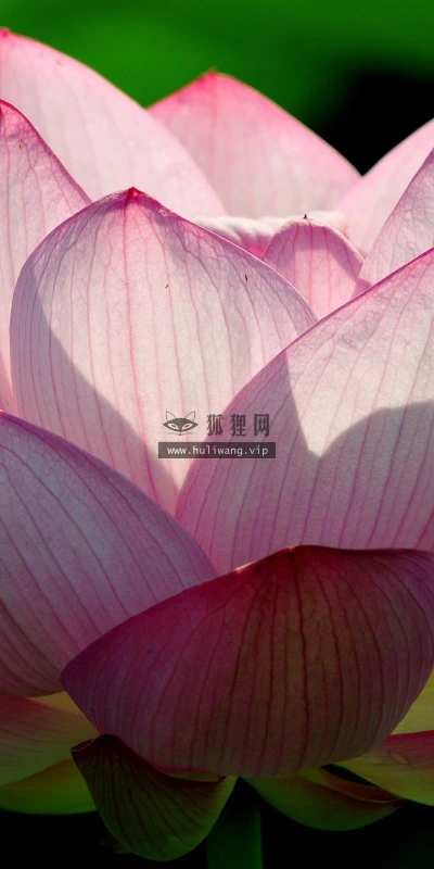 【13310】植物壁纸  2K 高清壁纸2560_1600@青蛙壁纸-笨猫小站
