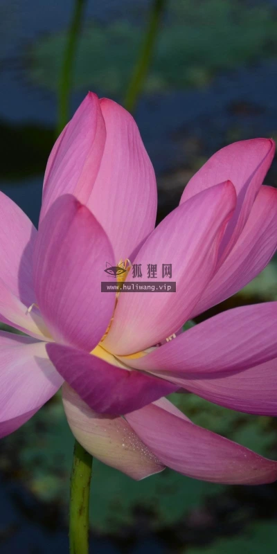 【13311】植物壁纸  2K 高清壁纸2560_1600@青蛙壁纸-笨猫小站