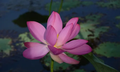 【13311】植物壁纸  2K 高清壁纸2560_1600@青蛙壁纸-笨猫小站