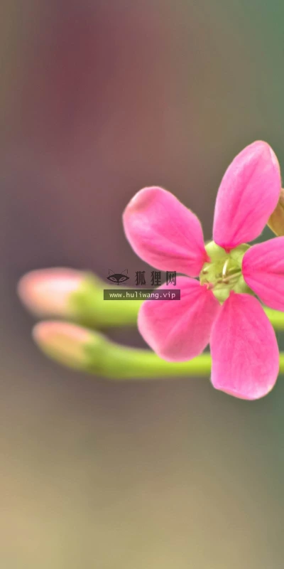 【13316】植物壁纸  2K 高清壁纸2560_1600@青蛙壁纸-笨猫小站
