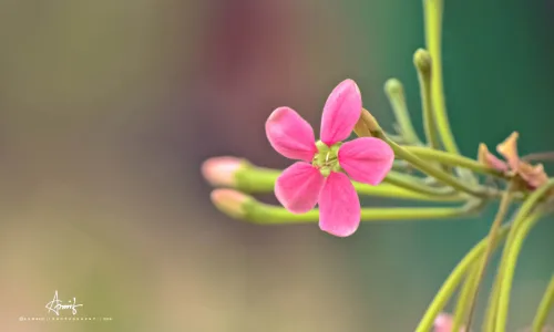 【13316】植物壁纸  2K 高清壁纸2560_1600@青蛙壁纸-笨猫小站