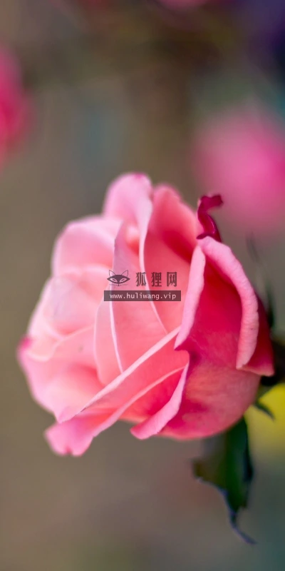 【13317】植物壁纸  2K 高清壁纸2560_1600@青蛙壁纸-笨猫小站